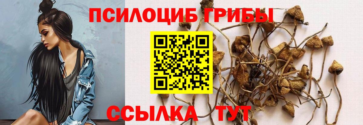 Псилоцибиновые грибы мицелий  Белгород  Псилоцибиновые грибы Psilocybine cubensis 
